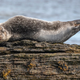 Imagen para el artículo titulado Aquí están por fin las fotos de animales más cómicas de 2020